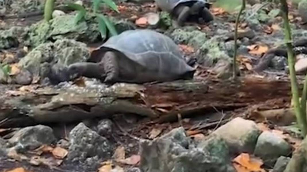 Kaplumbağa bir anda canavara döndü! Ağzına aldığı gibi kafasını kopardı, çırpındı ama nafile… 4